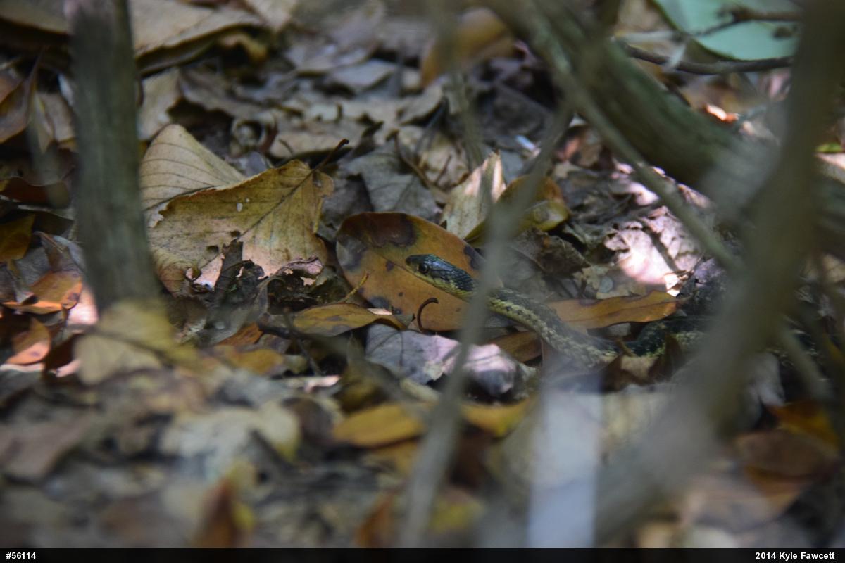 Eastern Gartersnake