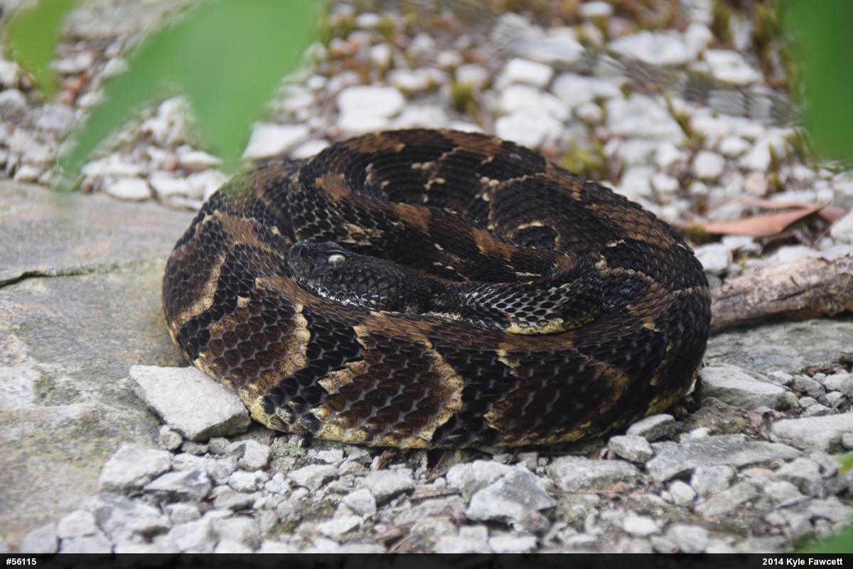 Timber Rattlesnake