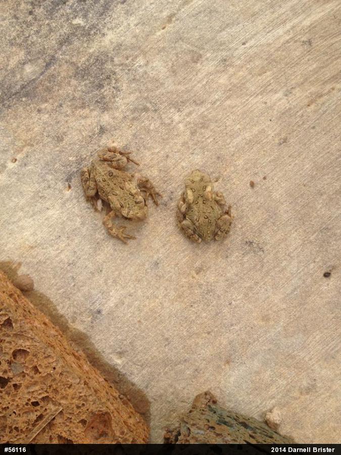 Eastern American Toad