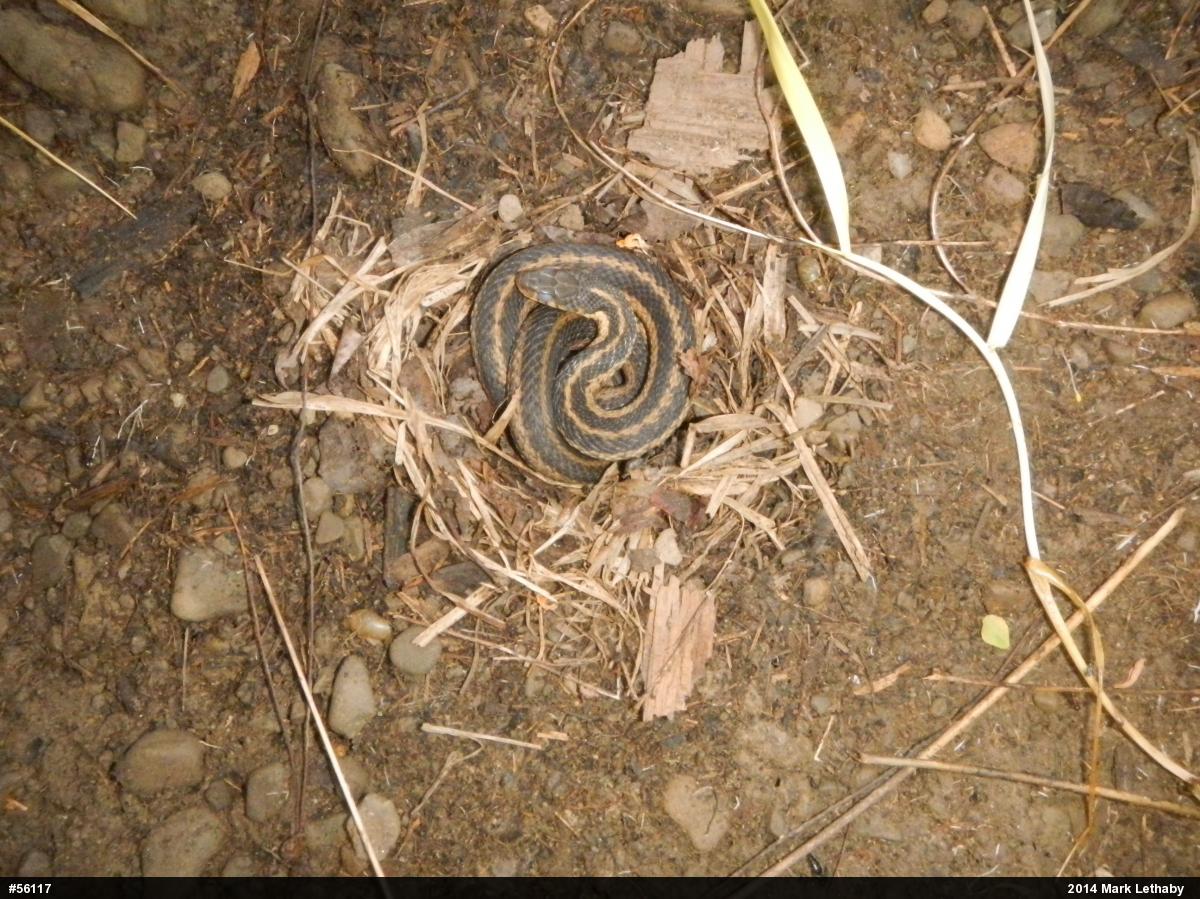 Eastern Gartersnake