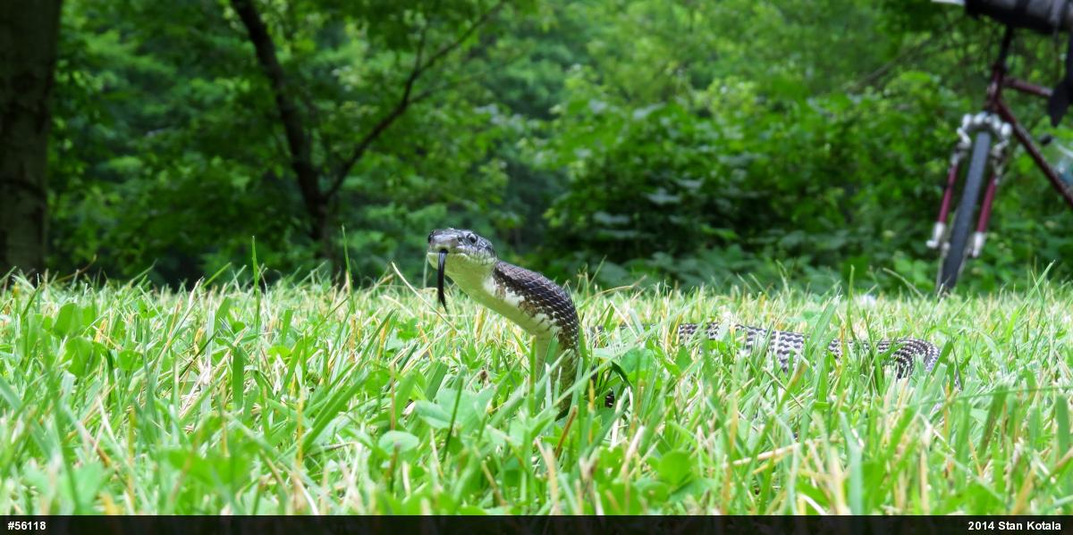 Eastern Ratsnake