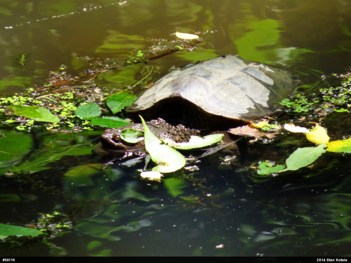 Snapping Turtle