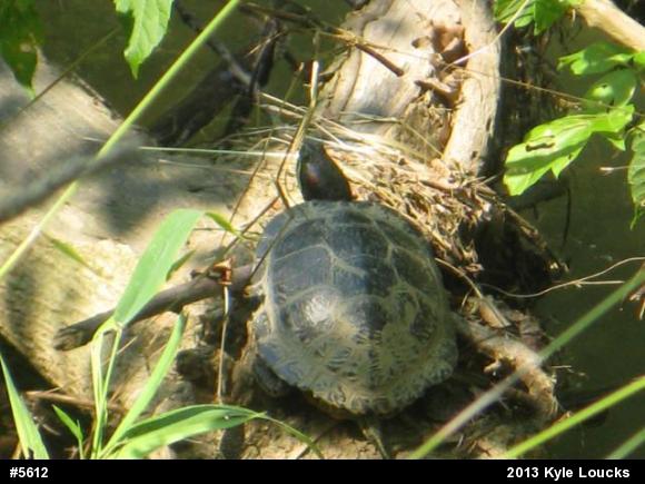Red-eared Slider