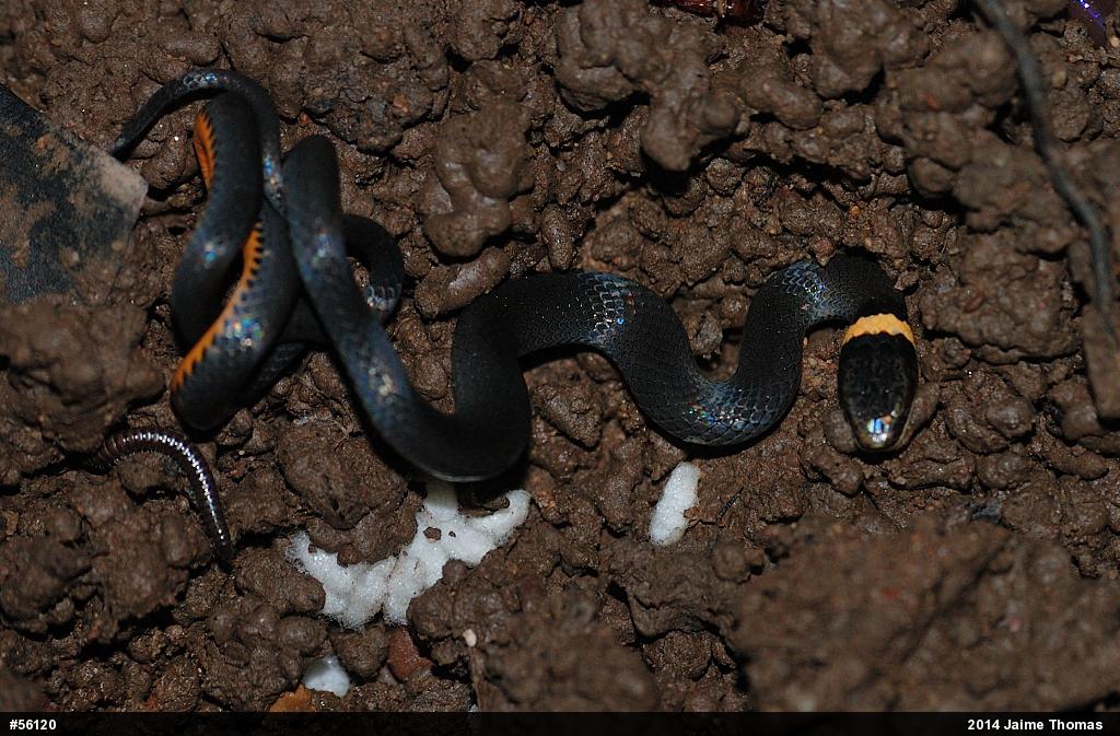 Northern Ring-necked Snake