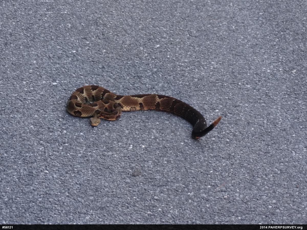 Timber Rattlesnake