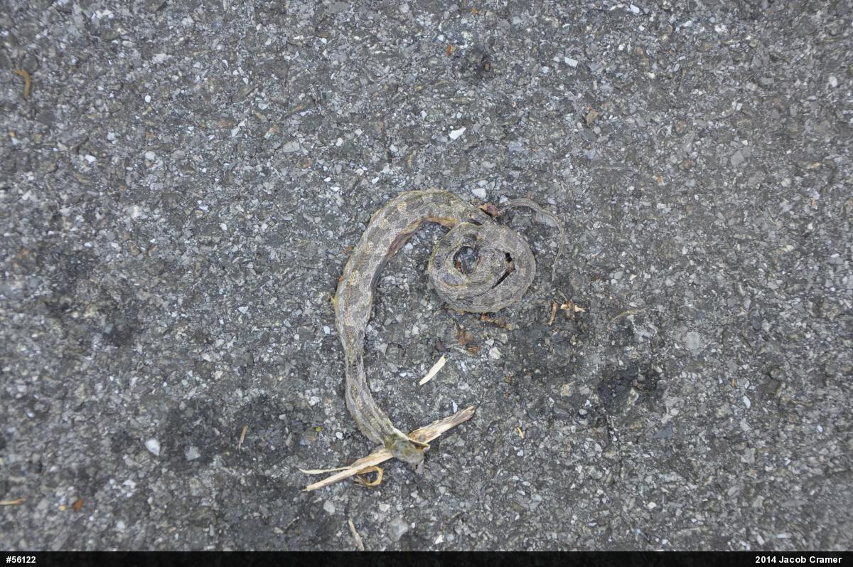 Eastern Ratsnake