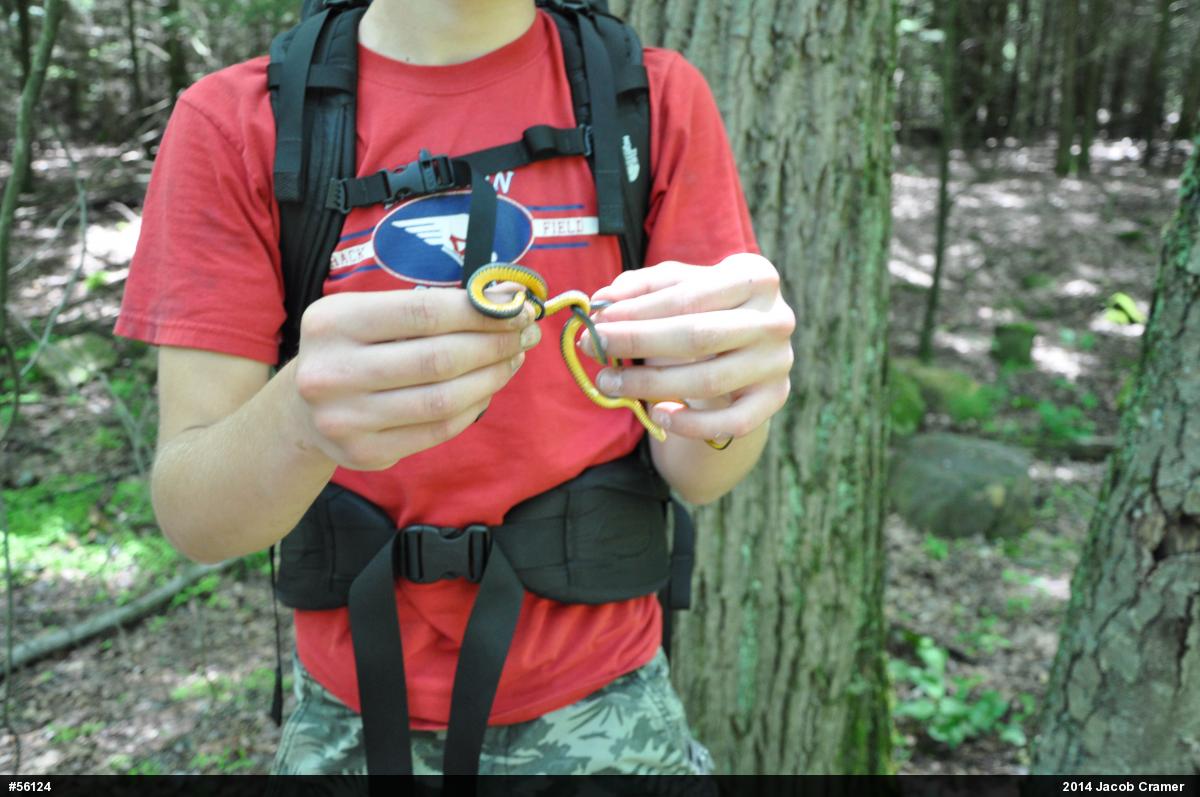 Northern Ring-necked Snake