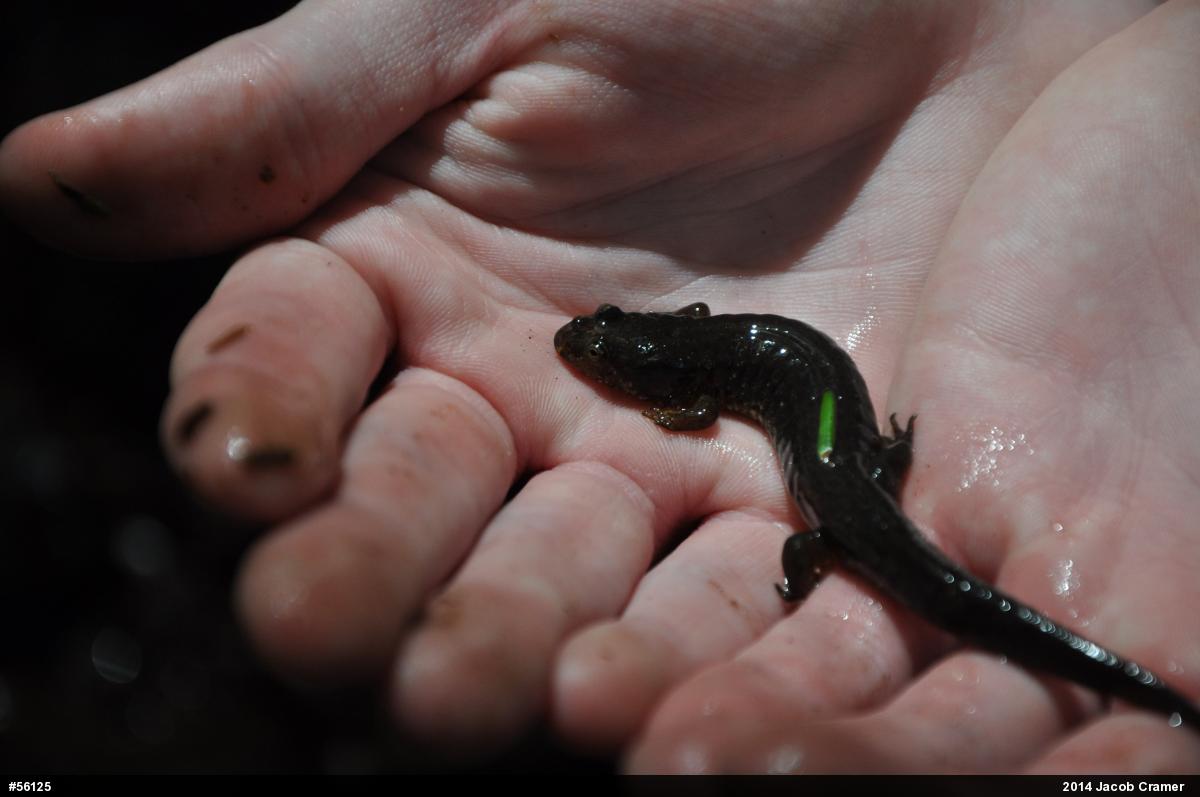 Northern Dusky Salamander