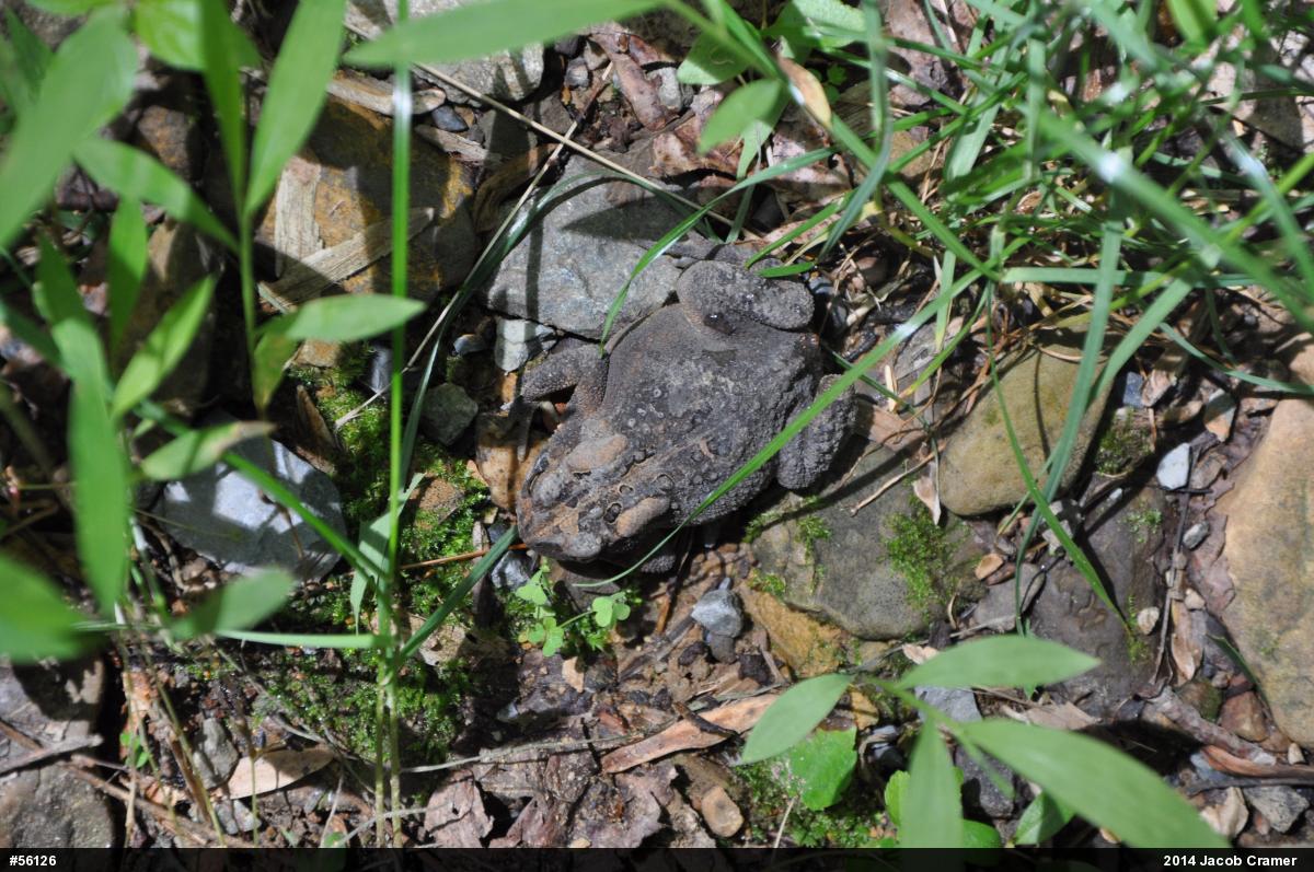 Eastern American Toad