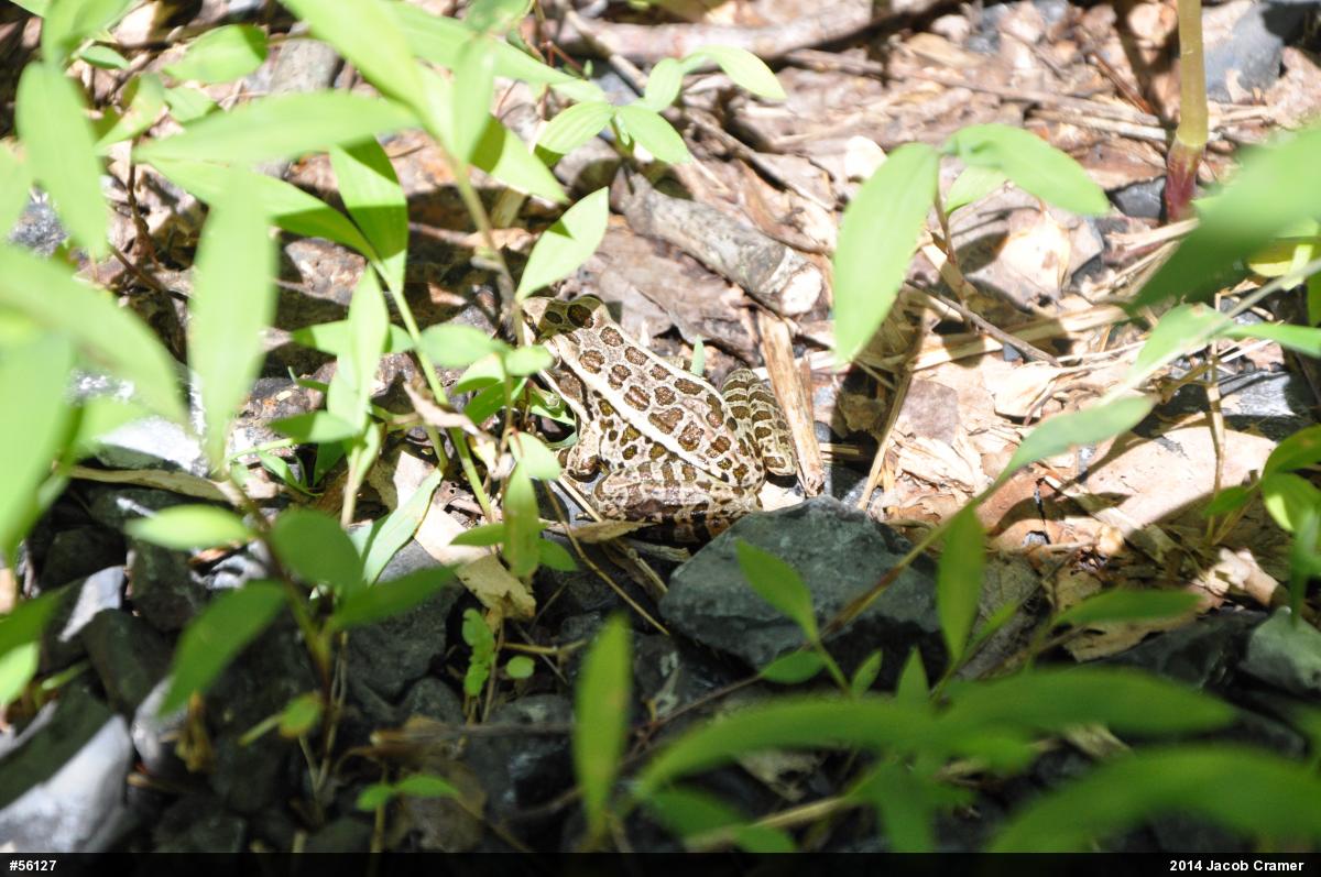 Pickerel Frog