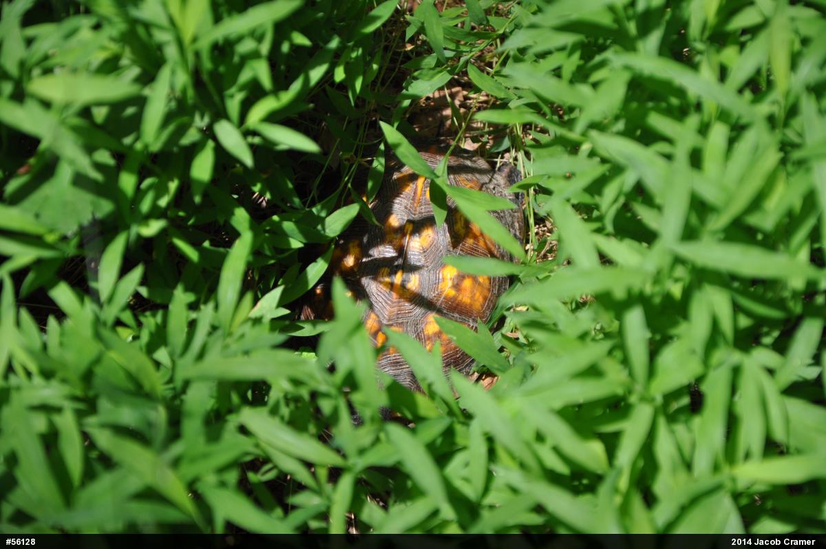 Eastern Box Turtle