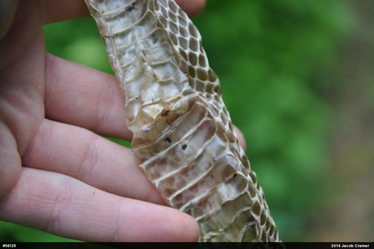 Eastern Ratsnake