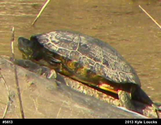 Red-eared Slider