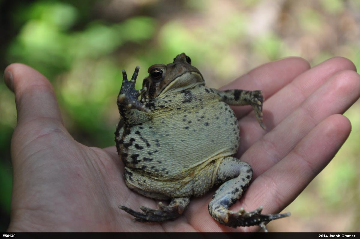 Eastern American Toad