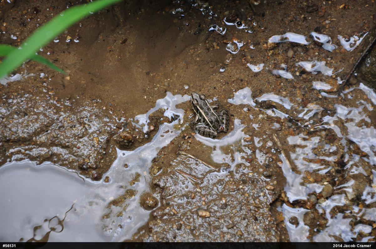 Pickerel Frog