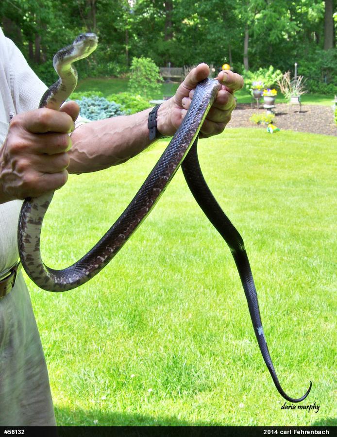 Eastern Ratsnake