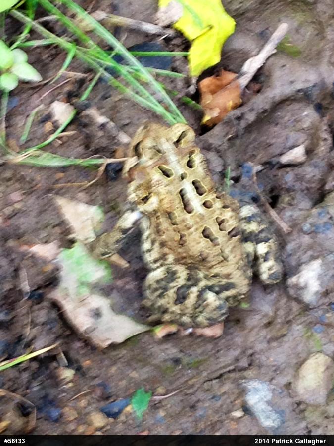 Eastern American Toad