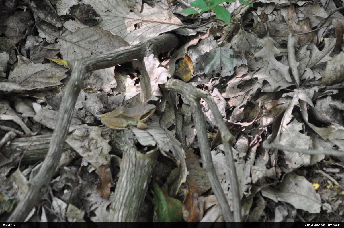 Wood Frog