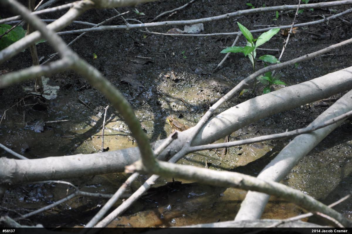 Green Frog