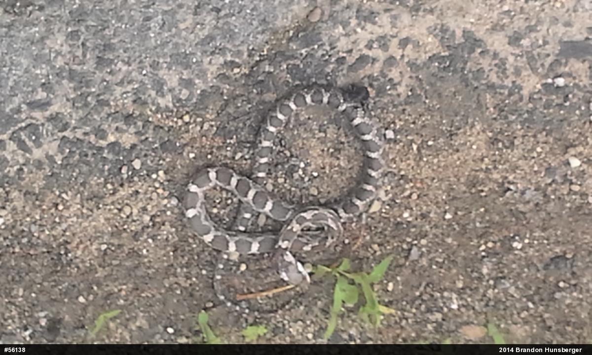 Eastern Ratsnake