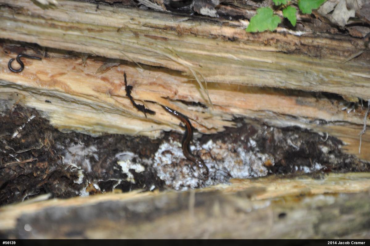 Eastern Red-backed  Salamander