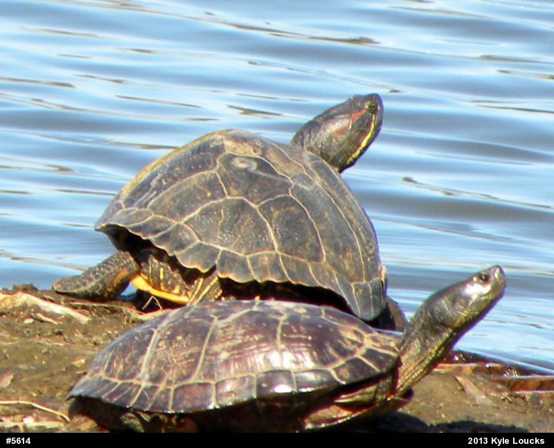 Red-eared Slider