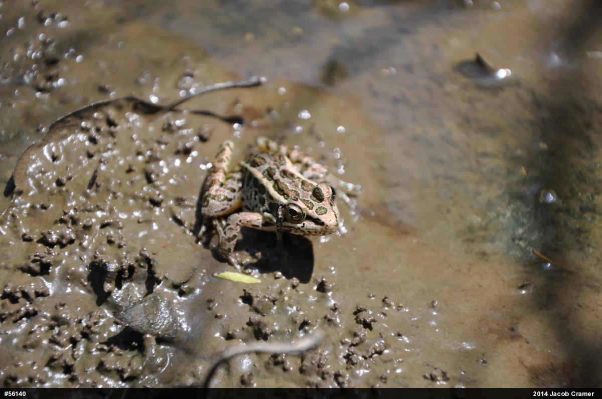 Pickerel Frog