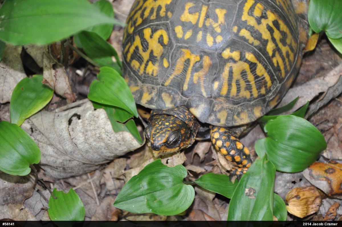 Eastern Box Turtle