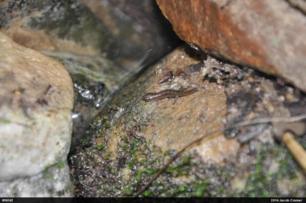 Northern Dusky Salamander
