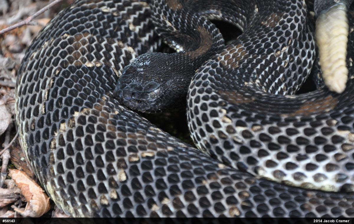 Timber Rattlesnake