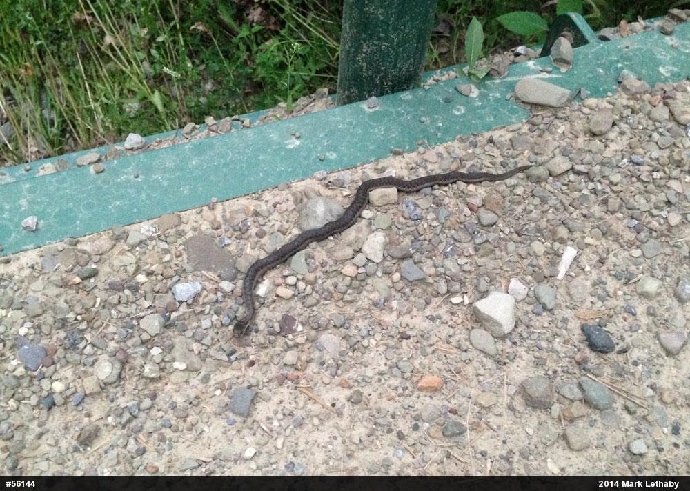 Eastern Gartersnake