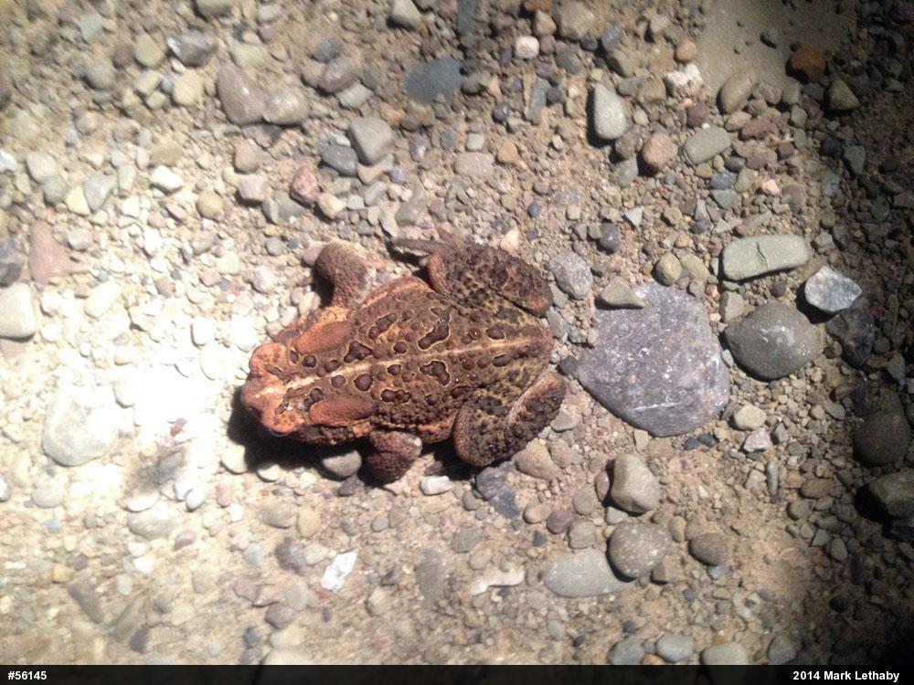 Eastern American Toad