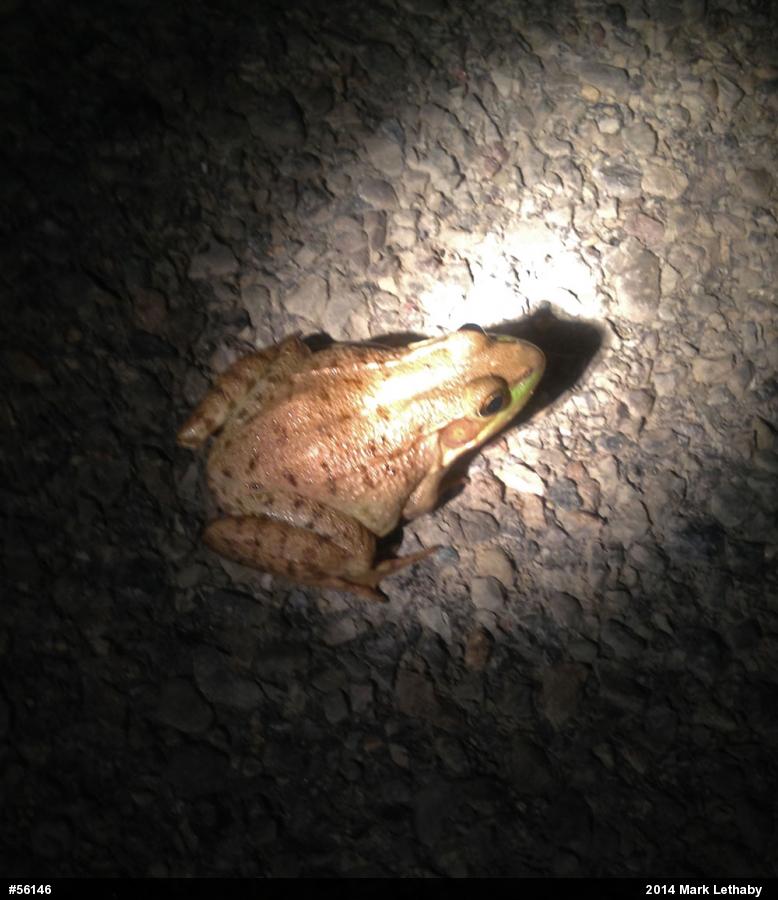 Green Frog