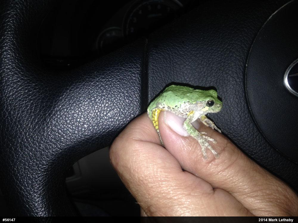 Gray Treefrog