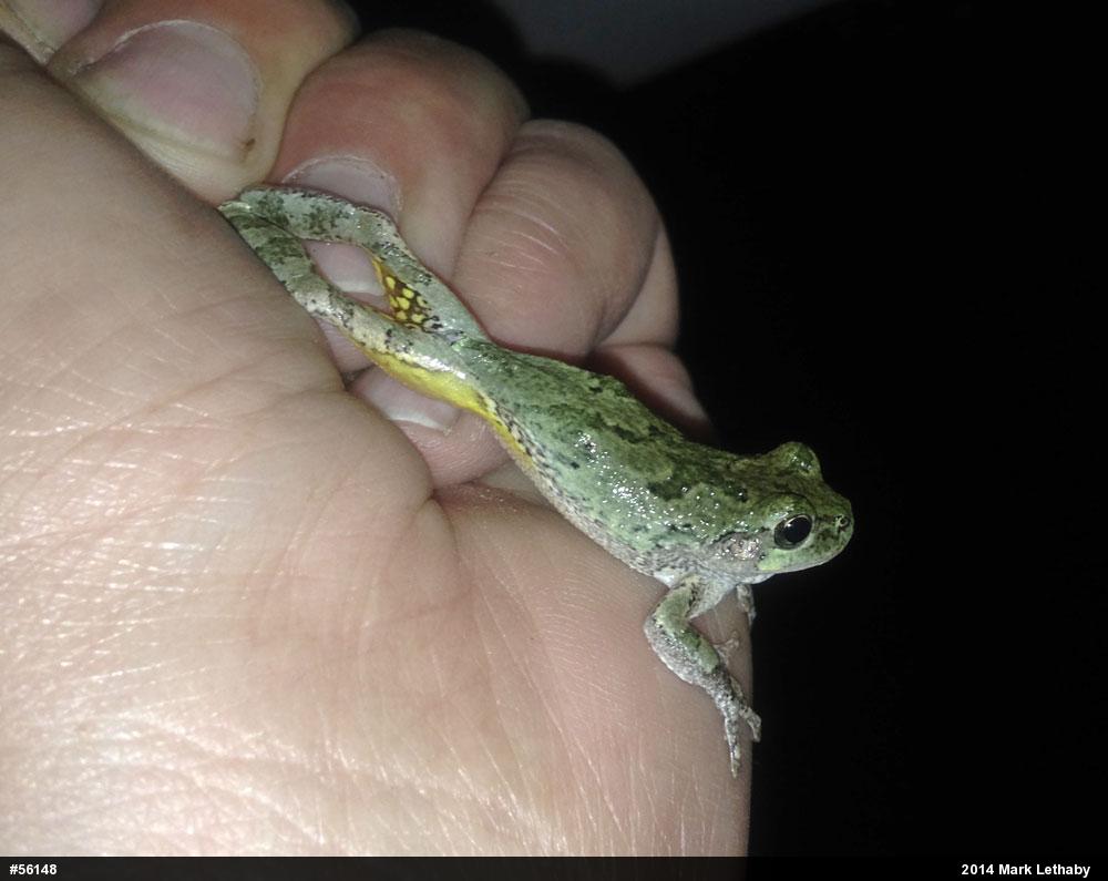 Gray Treefrog