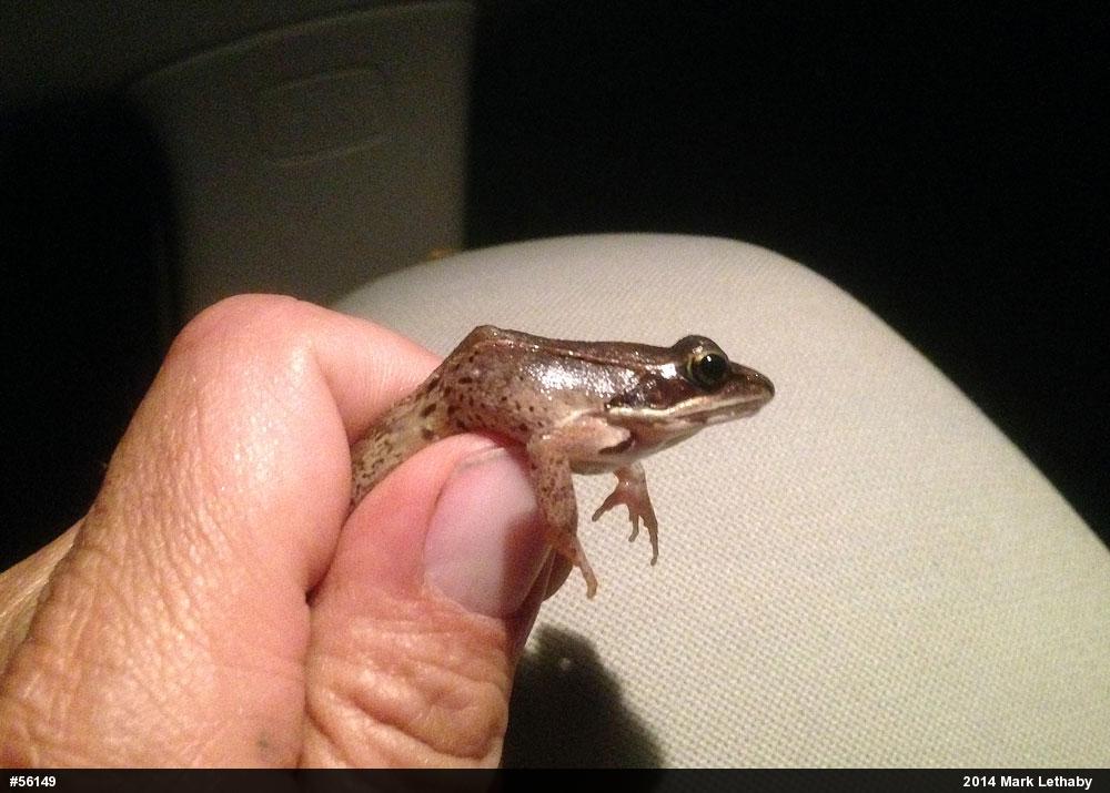 Wood Frog