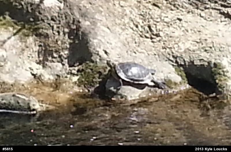 Red-eared Slider