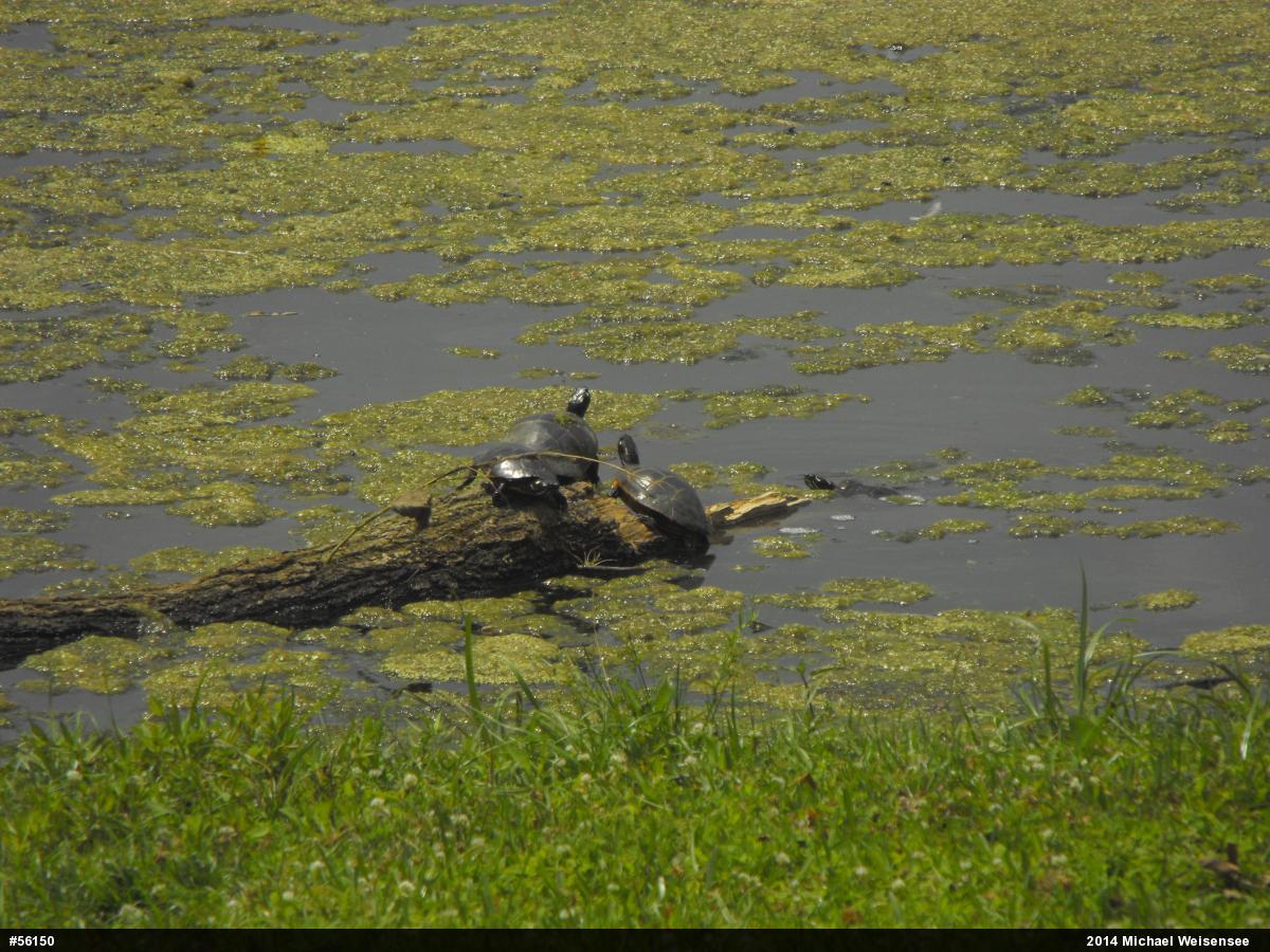 Eastern Painted Turtle