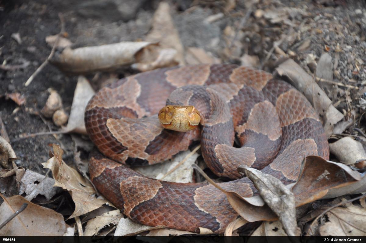 Northern Copperhead