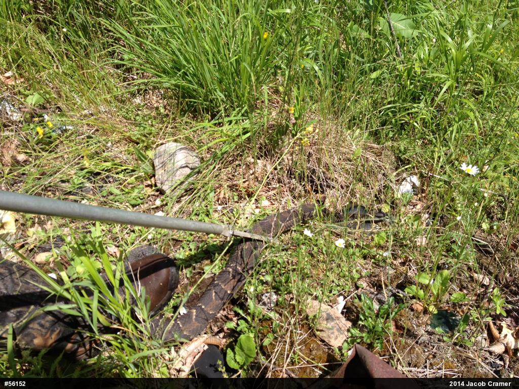 Timber Rattlesnake