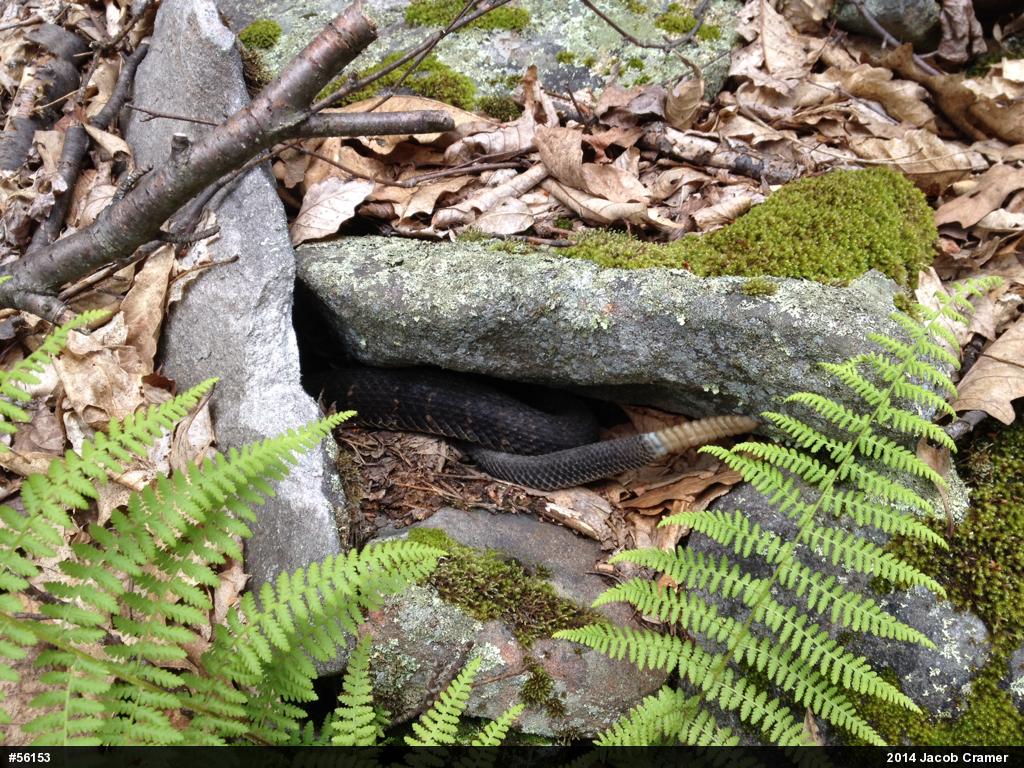 Timber Rattlesnake