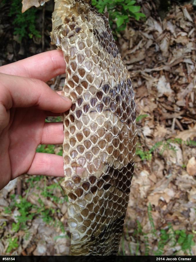 Timber Rattlesnake