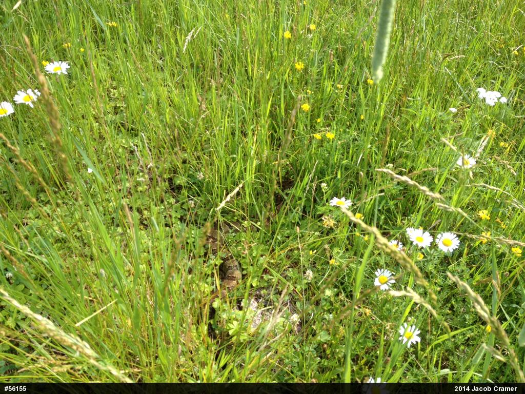 Timber Rattlesnake