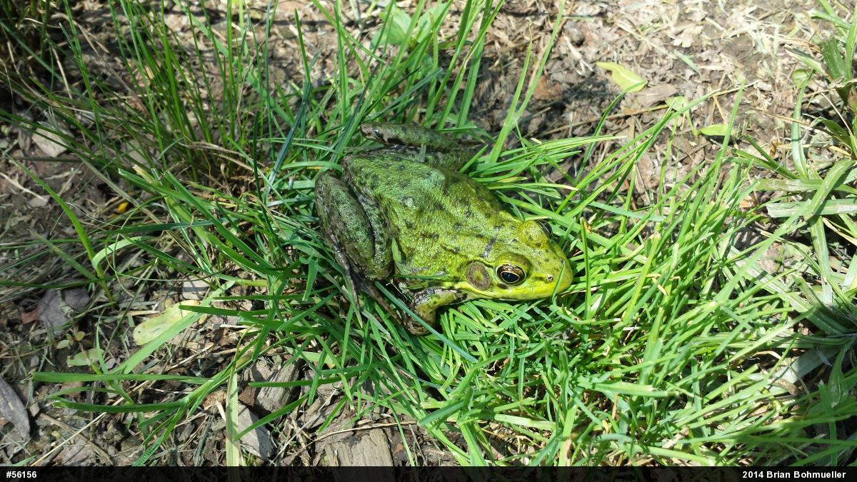 Green Frog