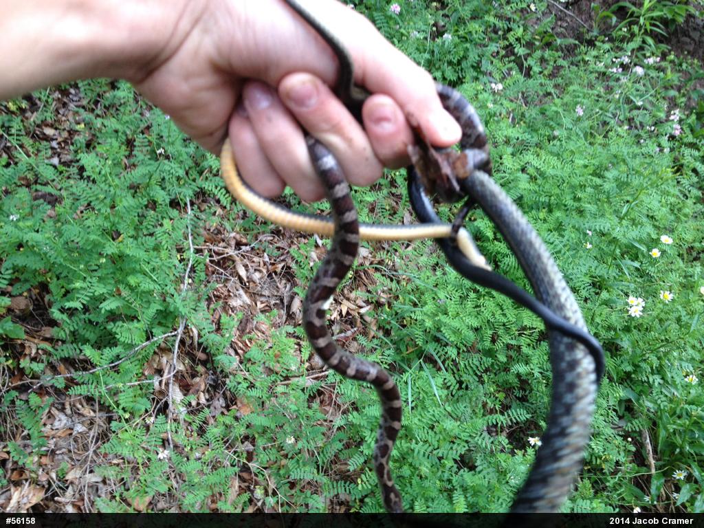 Eastern Gartersnake
