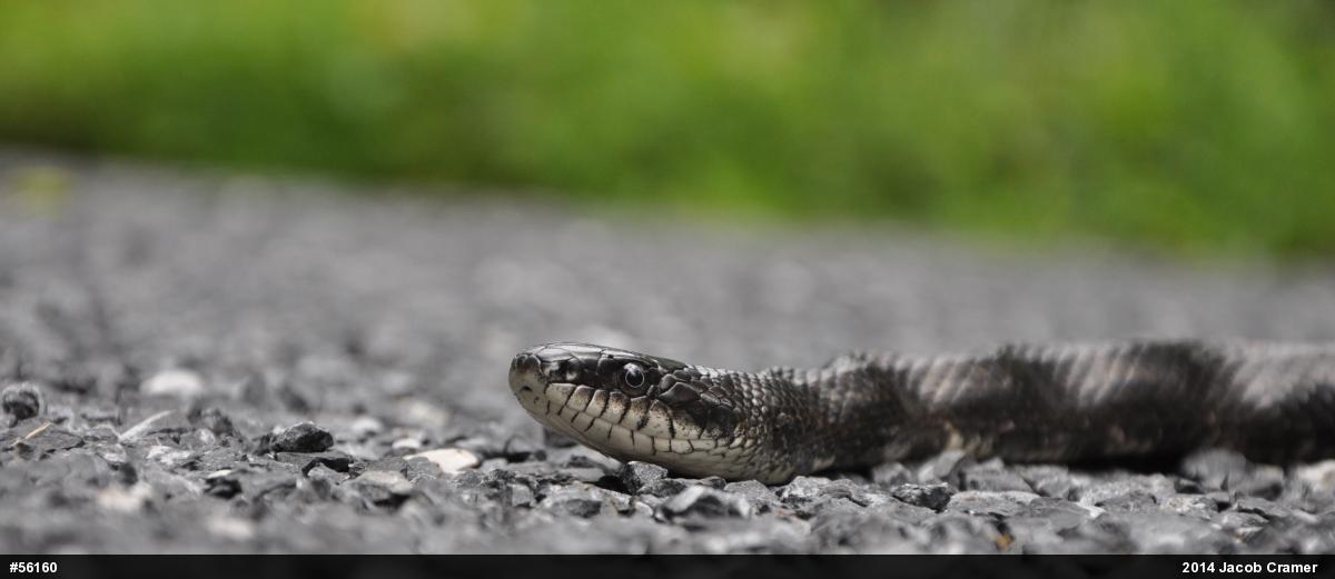 Eastern Ratsnake