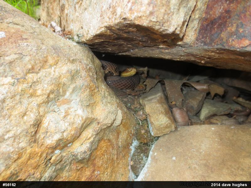 Northern Copperhead