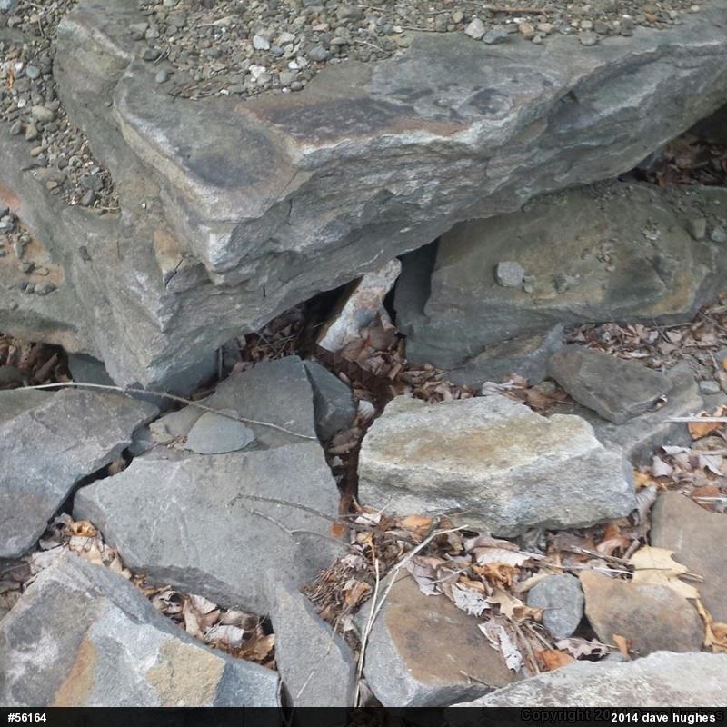 Northern Copperhead