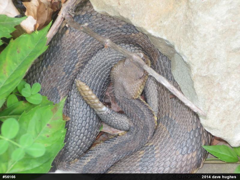Timber Rattlesnake