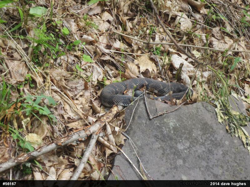 Timber Rattlesnake
